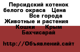 Персидский котенок белого окраса › Цена ­ 35 000 - Все города Животные и растения » Кошки   . Крым,Бахчисарай